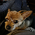 Post: Venus past during pup birth. The 2 pups that came out were still born. Juanita gave her to me in...